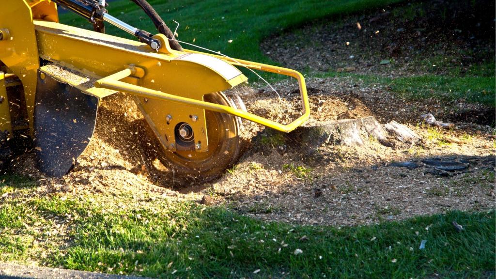 Discover Signs You Need Stump Grinding Services